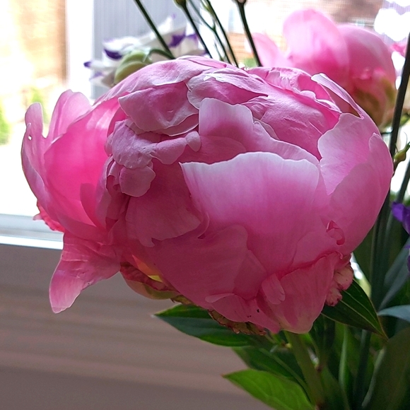 Meet your Posher, Jodi - Picture 1 of 1